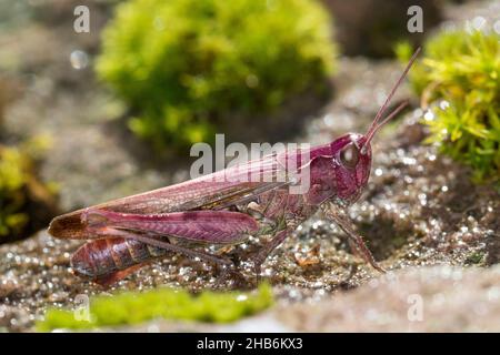 Field grasshopper, Common field grasshopper (Chorthippus brunneus, Glyptobothrus brunneus, Chorthippus bicolor, Stauroderus brunneus), redish female, Stock Photo