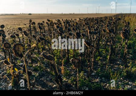 Vintage withered sunflowers in the autumn field. High quality photo Stock Photo