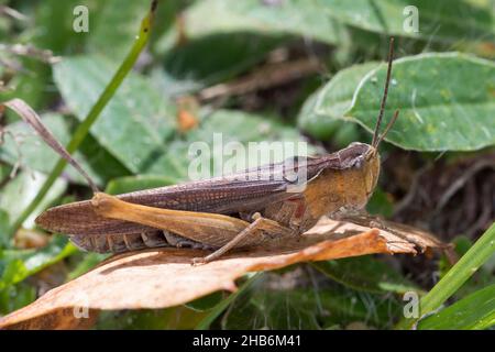Field grasshopper, Common field grasshopper (Chorthippus brunneus, Glyptobothrus brunneus, Chorthippus bicolor, Stauroderus brunneus), female sits on Stock Photo