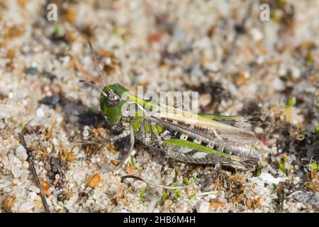 mottled grasshopper (Myrmeleotettix maculatus, Gomphocerus maculatus), female, Germany Stock Photo