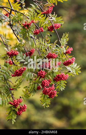 European mountain-ash, rowan tree (Sorbus aucuparia), with ripe fruits, France, Vosges Mountains Stock Photo