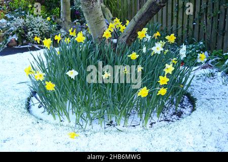 snow and springtime daffodils (narcisuss) in garden yorkshire united kingdom Stock Photo