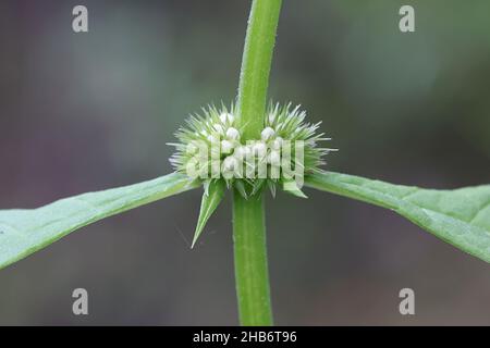 Lycopus europaeus, commonly known as Gipsywort or Water horehound, wild plant from Finland Stock Photo