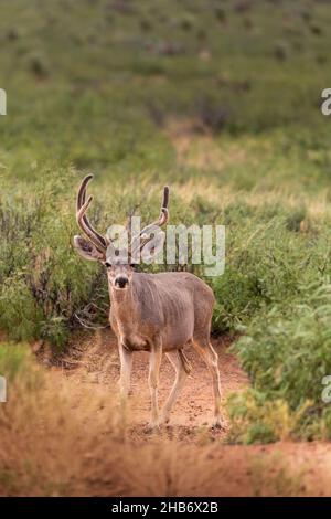 Mule Deer Buck on alert, Odocoileus hemionus Stock Photo