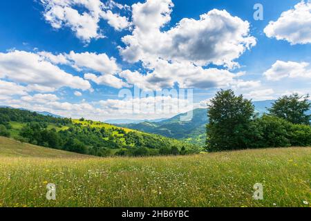 trees on a grassy field in mountains. scenic rural landscape with meadow in summer. countryside scenery on a sunny day. idyllic green nature backgroun Stock Photo