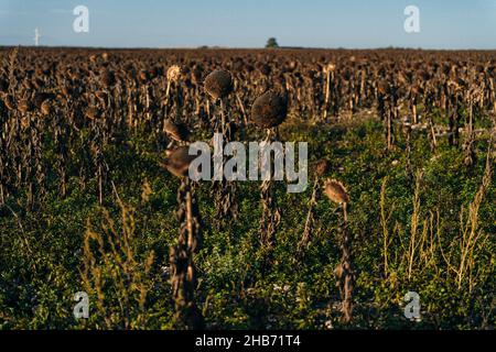 Vintage withered sunflowers in the autumn field. High quality photo Stock Photo