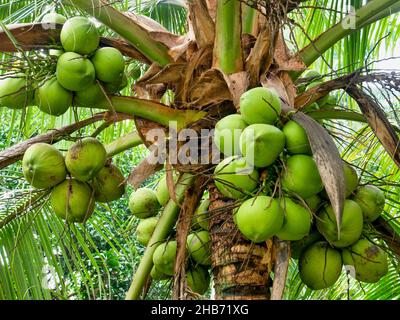 Close-up view of ripe green coconuts growing in clusters at the top of a palm tree (Cocos nucifera) in a plantation in the Philippines. Stock Photo
