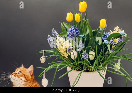 Easter cat smelling spring flowers in pot with eggs. Pet enjoys blooming yellow hyacinths, tulips, muscari on grey background. Space Stock Photo