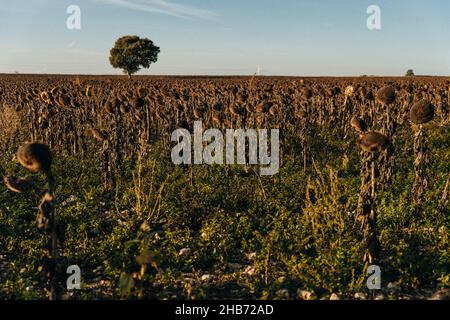 Vintage withered sunflowers in the autumn field. High quality photo Stock Photo