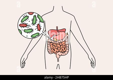 Digestive system and intestines concept. Human body with green and red bacterias microorganisms in stomach and intestines vector illustration  Stock Vector