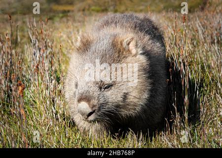 Wombat feeding in a grassy highland plain. Stock Photo