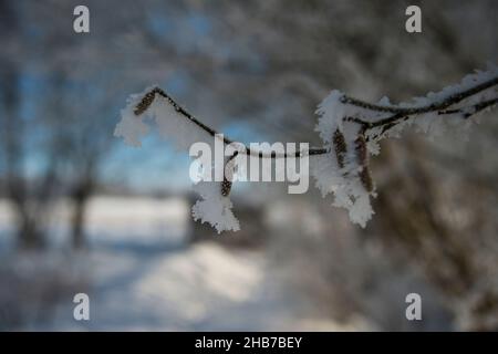 Freezing rain on a tree branches. Ice rain, plants, tree. Stock Photo