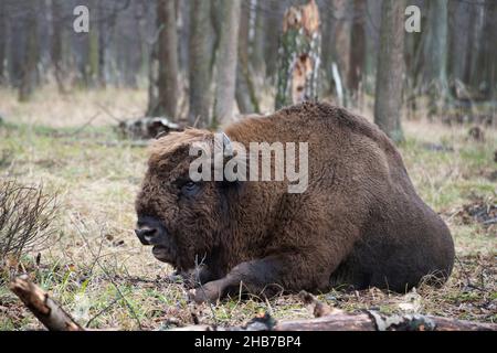 A portrait of a mature auroch (European bison) lying on the ground, the Prioksko-terrasny biosphere reserve, Russia Stock Photo