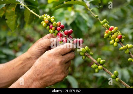 A close up view of a arabica coffee farmer's hands picking ripened beans off of a plant on his farm in Colombia, South America Stock Photo