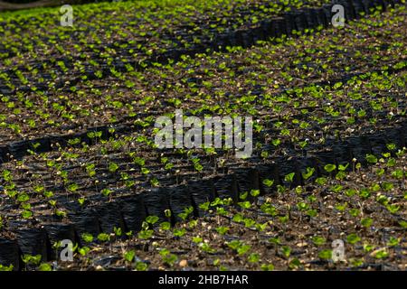 Young coffee Arabica plants on a farm in rural Colombia, Armenia region, Colombia, South America Stock Photo