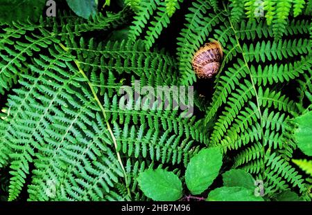 snail perched on green fern leaves Stock Photo