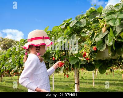 Young girl picking strawberries at a Parkside pick your own farm, Enfield, Middlesex, England, UK Stock Photo