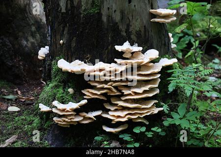 Climacocystis borealis, a bracket fungus from Finland with no common English name Stock Photo