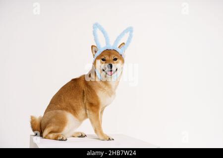 Shiba 2024 inu headband