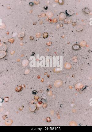 Sea shells and white sand on a clean beach close up in the West Highlands Scotland UK - minimal focus Stock Photo
