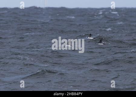 Three Guillemot (Uria aalge) flying out to sea Cley Norfolk GB UK December 2021 Stock Photo