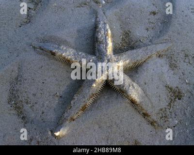 Sand sifting sea star, Archaster typicus Stock Photo - Alamy