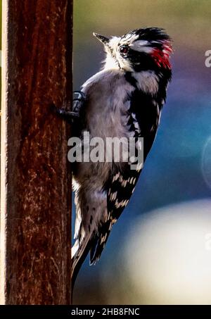 Woodpecker on the deck railing Stock Photo