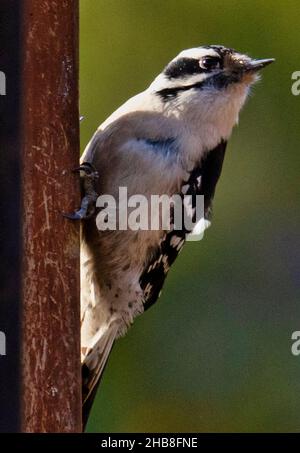 Woodpecker on the deck railing Stock Photo