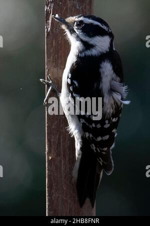 Woodpecker on the deck railing Stock Photo