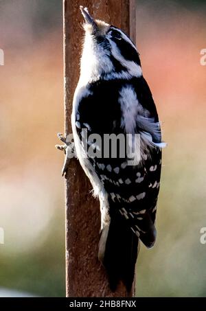 Woodpecker on the deck railing Stock Photo