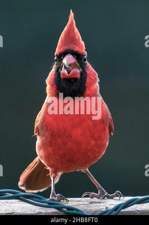 Male Northern Cardinal in the late afternoon sun Stock Photo