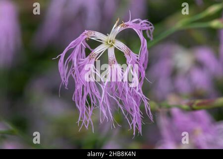 Close up of fringed pink dianthus superbus flowers in bloom Stock Photo