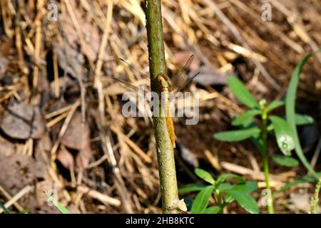 closeup the beautiful yellow brown dragonfly hold on tree branch over out of focus green brown background. Stock Photo