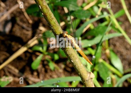 closeup the beautiful yellow brown dragonfly hold on tree branch over out of focus green brown background. Stock Photo