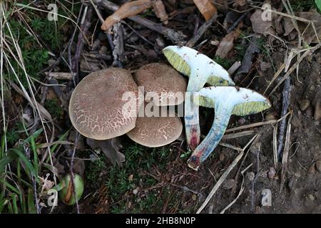 Xerocomellus cisalpinus, previously considered a form of  Xerocomellus chrysenteron, the red cracking bolete Stock Photo