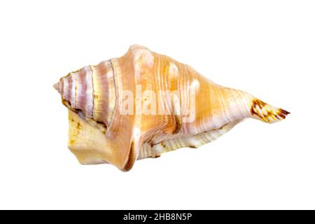 Top view of bright yellow seashell from the ocean isolated on white background close up. Stock Photo
