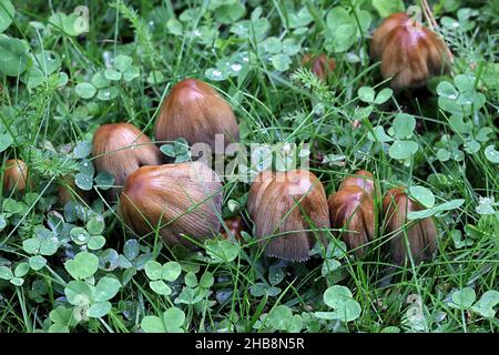 Coprinellus micaceus, also called Coprinus micaceus, commonly known as Glistering Inkcap, wild mushroom from Finland Stock Photo