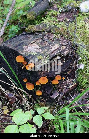 Flammulaster limulatus, known as golden powdercap, wild mushroom from Finland Stock Photo