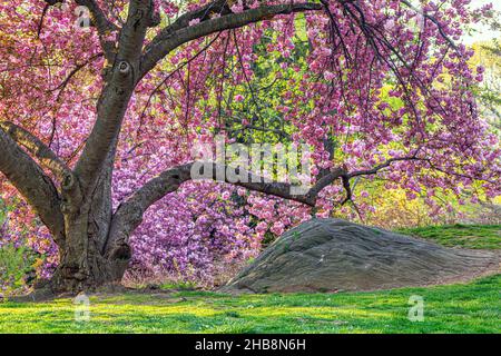 Flowering Japanese cherry tree in early spring in Central Park, New York City Stock Photo