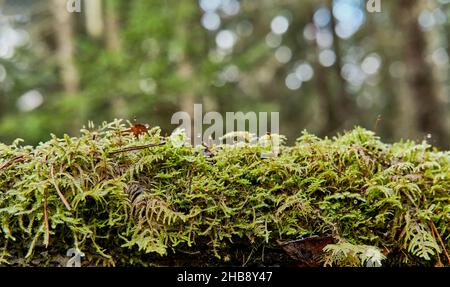 Natural forest moss grown on fallen tree, with water droplets, little wet, on blurred green background Stock Photo