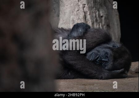 A gorilla is seen lying on the ground in its enclosure at the Madrid Zoo Stock Photo