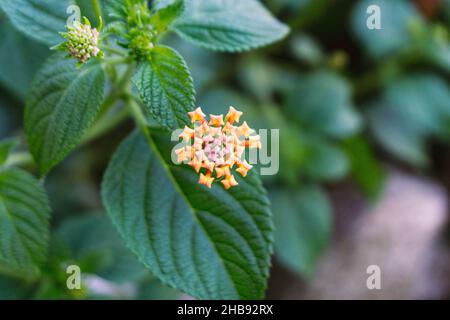 Wildflower photography in spain. Stock Photo