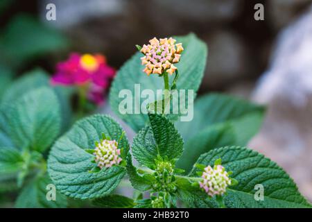 Wildflower photography in spain. Stock Photo