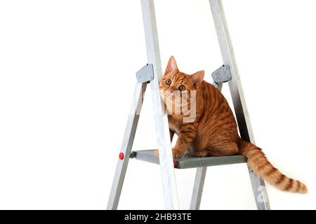 Funny young tabby-red cat sits on construction and repair step-ladder on white background. Repair, housewarming, moving. DIY concept. Selective focusi Stock Photo