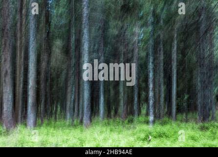 abstracted, blurred trees in a forest in spring Stock Photo