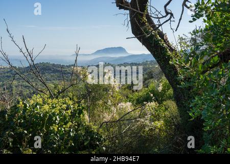 tree trunk and beautiful view into the mediterranean mountain landscape misty morning Stock Photo