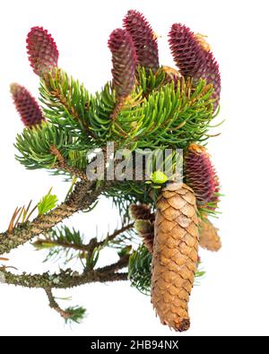 spruce, Picea, tree, green, red, young, cones, sprout, cone, white background, leaf, medicine, white, background, genuine, medicinal plant, isolated, Stock Photo