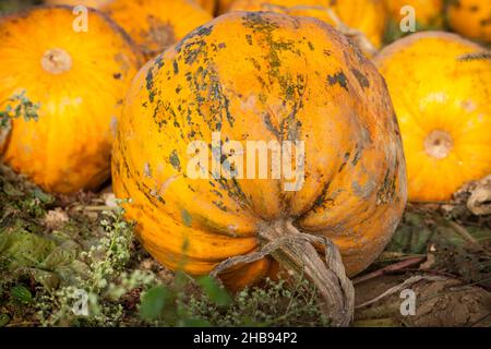 Pumpkin, field, Styria, Styria, earth, Styrian Autumn, oil, field, harvest, pumpkins, yellow, strip, floor, brown, autumn, orange, close, ripe, outdoo Stock Photo