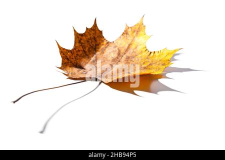 maple, leaf, shadow, old, stalk, stem, white, background, fallen, lying, yellow, brown, withered, single, one, alone, diagonal, oblique, tips, corrupt Stock Photo