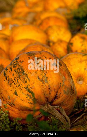 near, pumpkin, field, line, pumpkins, rows, Styria, seed oil, yellow, strips, earth, soil, brown, lines, autumn, close, orange, ripe, country, outdoor Stock Photo